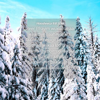 Picture 04 - Hoosheeca 9:8 SOM - Reer Efrayim wuxuu ahaa waardiye Ilaahay la jira, - Bible Verse Picture