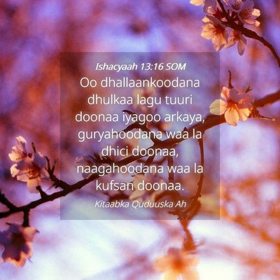 Picture 04 - Ishacyaah 13:16 SOM - Oo dhallaankoodana dhulkaa lagu tuuri doonaa - Bible Verse Picture