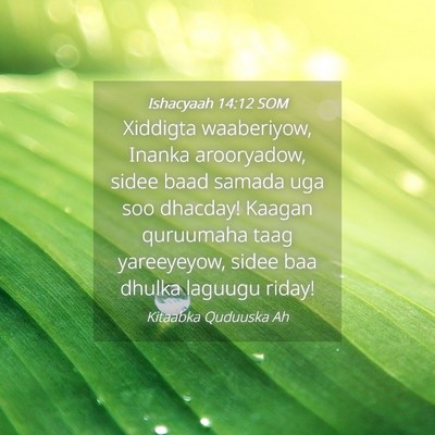 Picture 04 - Ishacyaah 14:12 SOM - Xiddigta waaberiyow, Inanka arooryadow, sidee - Bible Verse Picture