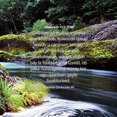 Picture 04 - Ishacyaah 15:5 SOM - Qalbigaygu wuxuu u ooyaa reer Moo'aab, kuwoodii - Bible Verse Picture