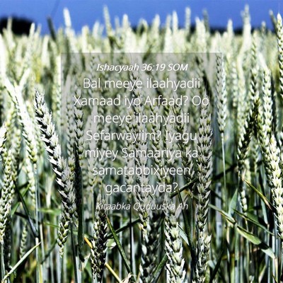 Picture 04 - Ishacyaah 36:19 SOM - Bal meeye ilaahyadii Xamaad iyo Arfaad? Oo meeye - Bible Verse Picture