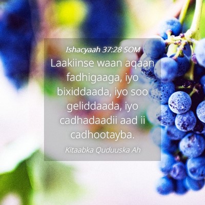 Picture 04 - Ishacyaah 37:28 SOM - Laakiinse waan aqaan fadhigaaga, iyo bixiddaada, - Bible Verse Picture