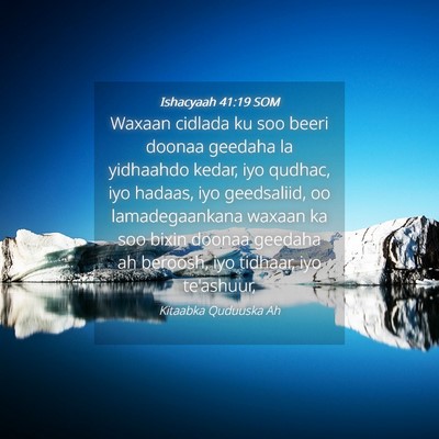 Picture 04 - Ishacyaah 41:19 SOM - Waxaan cidlada ku soo beeri doonaa geedaha la - Bible Verse Picture