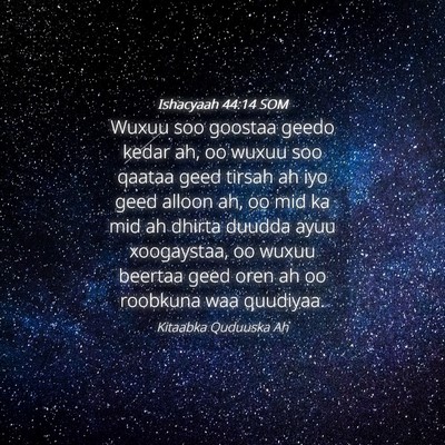 Picture 04 - Ishacyaah 44:14 SOM - Wuxuu soo goostaa geedo kedar ah, oo wuxuu soo - Bible Verse Picture