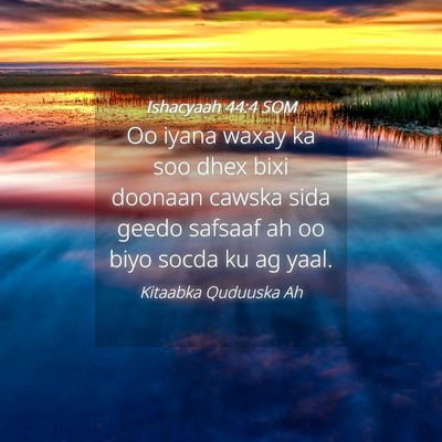 Picture 04 - Ishacyaah 44:4 SOM - Oo iyana waxay ka soo dhex bixi doonaan cawska - Bible Verse Picture