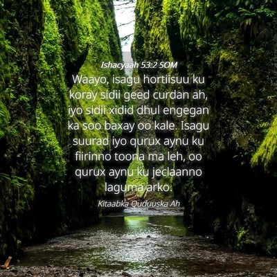 Picture 04 - Ishacyaah 53:2 SOM - Waayo, isagu hortiisuu ku koray sidii geed curdan - Bible Verse Picture