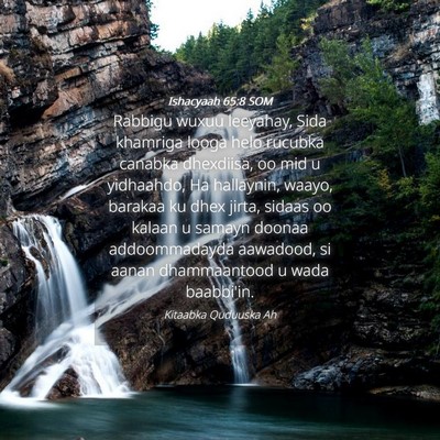 Picture 04 - Ishacyaah 65:8 SOM - Rabbigu wuxuu leeyahay, Sida khamriga looga helo - Bible Verse Picture