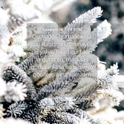 Picture 04 - Laawiyiintii 1:14 SOM - Oo haddii qurbaankiisa uu Rabbiga u bixinayo uu - Bible Verse Picture