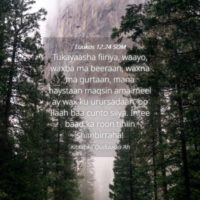 Picture 04 - Luukos 12:24 SOM - Tukayaasha fiiriya, waayo, waxba ma beeraan, - Bible Verse Picture