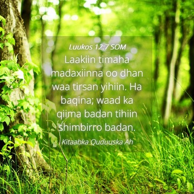 Picture 04 - Luukos 12:7 SOM - Laakiin timaha madaxiinna oo dhan waa tirsan - Bible Verse Picture
