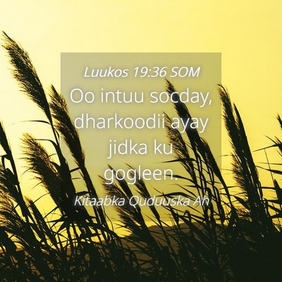 Picture 04 - Luukos 19:36 SOM - Oo intuu socday, dharkoodii ayay jidka ku - Bible Verse Picture
