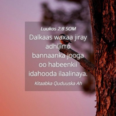 Picture 04 - Luukos 2:8 SOM - Dalkaas waxaa jiray adhijirro bannaanka jooga oo - Bible Verse Picture