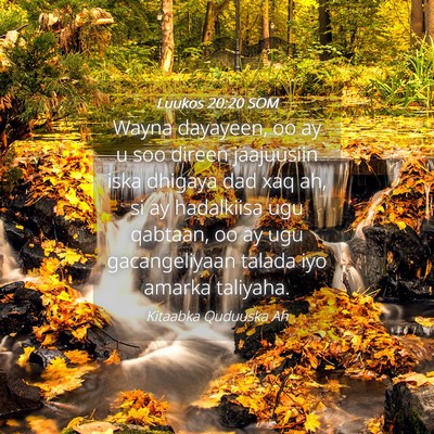 Picture 04 - Luukos 20:20 SOM - Wayna dayayeen, oo ay u soo direen jaajuusiin - Bible Verse Picture
