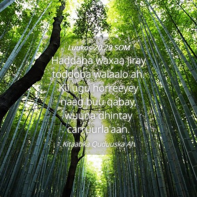 Picture 04 - Luukos 20:29 SOM - Haddaba waxaa jiray toddoba walaalo ah. Kii ugu - Bible Verse Picture