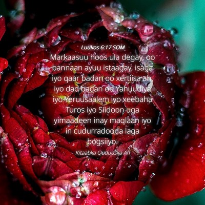 Picture 04 - Luukos 6:17 SOM - Markaasuu hoos ula degay, oo bannaan ayuu - Bible Verse Picture