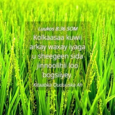 Picture 04 - Luukos 8:36 SOM - Kolkaasaa kuwii arkay waxay iyaga u sheegeen sida - Bible Verse Picture