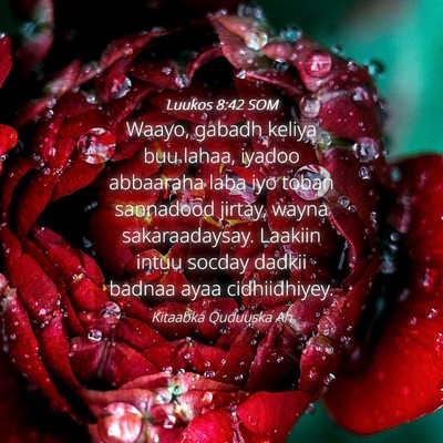 Picture 04 - Luukos 8:42 SOM - Waayo, gabadh keliya buu lahaa, iyadoo abbaaraha - Bible Verse Picture