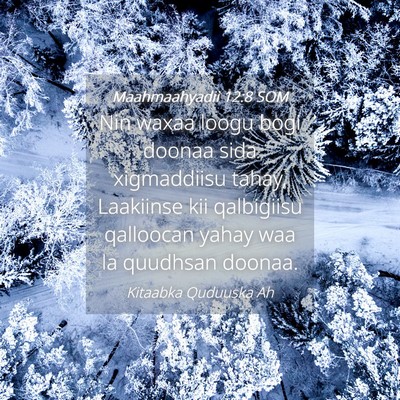 Picture 04 - Maahmaahyadii 12:8 SOM - Nin waxaa loogu bogi doonaa sida xigmaddiisu - Bible Verse Picture
