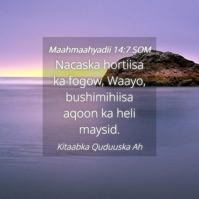 Picture 04 - Maahmaahyadii 14:7 SOM - Nacaska hortiisa ka fogow, Waayo, bushimihiisa - Bible Verse Picture