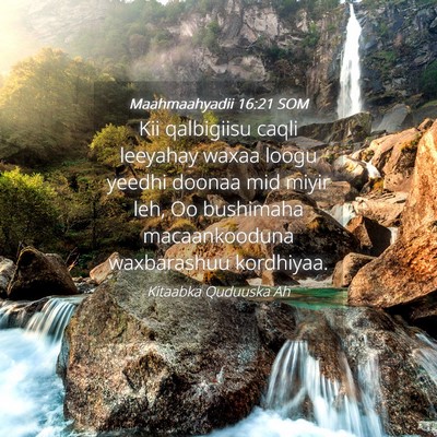Picture 04 - Maahmaahyadii 16:21 SOM - Kii qalbigiisu caqli leeyahay waxaa loogu yeedhi - Bible Verse Picture