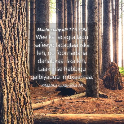 Picture 04 - Maahmaahyadii 17:3 SOM - Weelka lacagta lagu safeeyo lacagtaa iska leh, oo - Bible Verse Picture