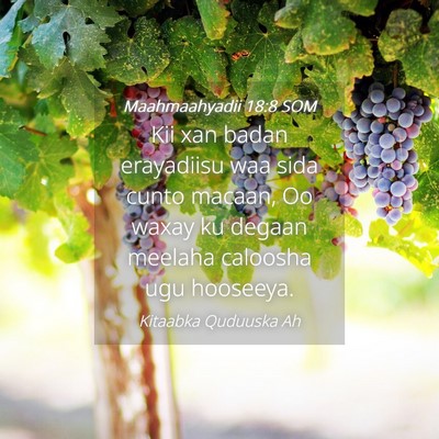 Picture 04 - Maahmaahyadii 18:8 SOM - Kii xan badan erayadiisu waa sida cunto macaan, - Bible Verse Picture