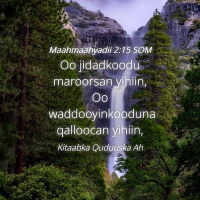 Picture 04 - Maahmaahyadii 2:15 SOM - Oo jidadkoodu maroorsan yihiin, Oo - Bible Verse Picture