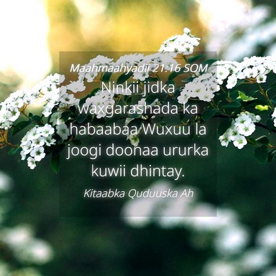 Picture 04 - Maahmaahyadii 21:16 SOM - Ninkii jidka waxgarashada ka habaabaa Wuxuu la - Bible Verse Picture