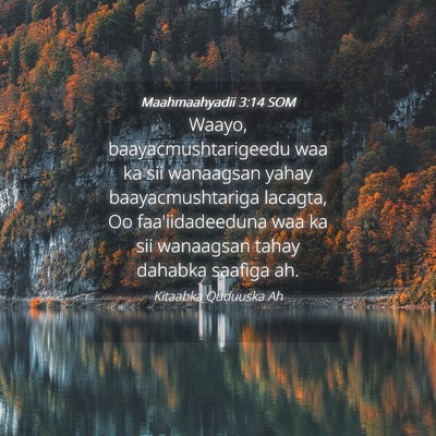 Picture 04 - Maahmaahyadii 3:14 SOM - Waayo, baayacmushtarigeedu waa ka sii wanaagsan - Bible Verse Picture