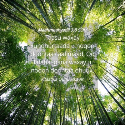 Picture 04 - Maahmaahyadii 3:8 SOM - Taasu waxay xundhurtaada u noqon doontaa - Bible Verse Picture
