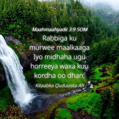 Picture 04 - Maahmaahyadii 3:9 SOM - Rabbiga ku murwee maalkaaga Iyo midhaha ugu - Bible Verse Picture