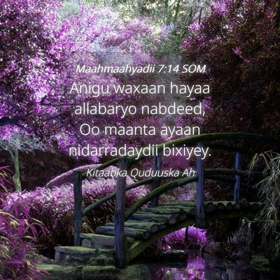 Picture 04 - Maahmaahyadii 7:14 SOM - Anigu waxaan hayaa allabaryo nabdeed, Oo maanta - Bible Verse Picture