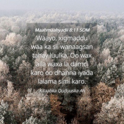 Picture 04 - Maahmaahyadii 8:11 SOM - Waayo, xigmaddu waa ka sii wanaagsan tahay - Bible Verse Picture