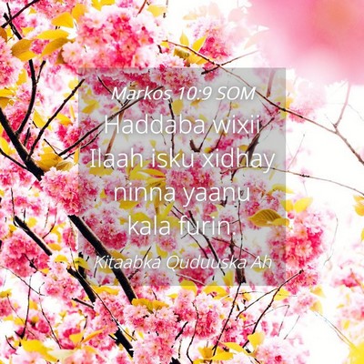 Picture 04 - Markos 10:9 SOM - Haddaba wixii Ilaah isku xidhay ninna yaanu kala - Bible Verse Picture