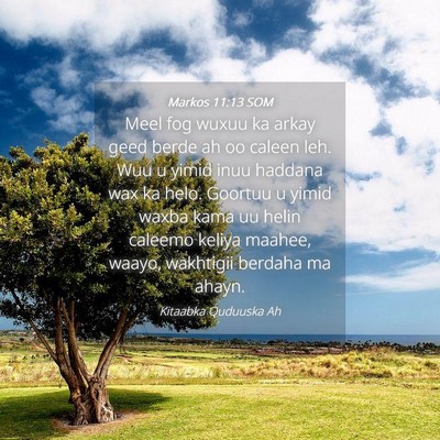 Picture 04 - Markos 11:13 SOM - Meel fog wuxuu ka arkay geed berde ah oo caleen - Bible Verse Picture