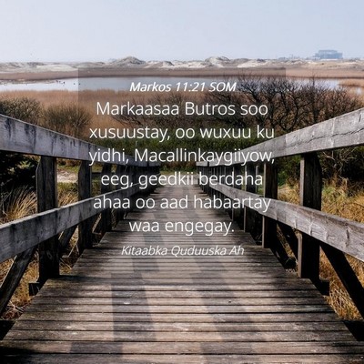 Picture 04 - Markos 11:21 SOM - Markaasaa Butros soo xusuustay, oo wuxuu ku - Bible Verse Picture