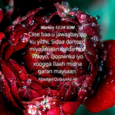 Picture 04 - Markos 12:24 SOM - Ciise baa u jawaabay oo ku yidhi, Sidaa darteed - Bible Verse Picture