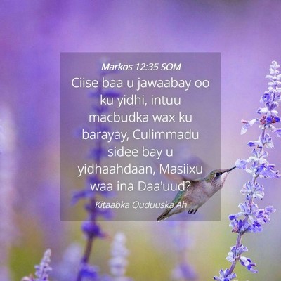 Picture 04 - Markos 12:35 SOM - Ciise baa u jawaabay oo ku yidhi, intuu macbudka - Bible Verse Picture