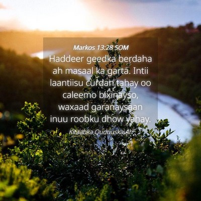 Picture 04 - Markos 13:28 SOM - Haddeer geedka berdaha ah masaal ka garta. Intii - Bible Verse Picture