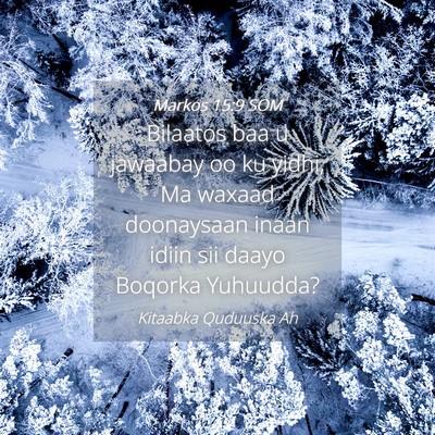 Picture 04 - Markos 15:9 SOM - Bilaatos baa u jawaabay oo ku yidhi, Ma waxaad - Bible Verse Picture