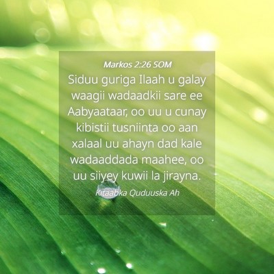 Picture 04 - Markos 2:26 SOM - Siduu guriga Ilaah u galay waagii wadaadkii sare - Bible Verse Picture