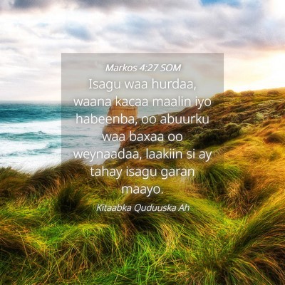 Picture 04 - Markos 4:27 SOM - Isagu waa hurdaa, waana kacaa maalin iyo - Bible Verse Picture