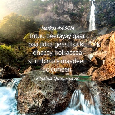 Picture 04 - Markos 4:4 SOM - Intuu beerayay qaar baa jidka geestiisa ku - Bible Verse Picture