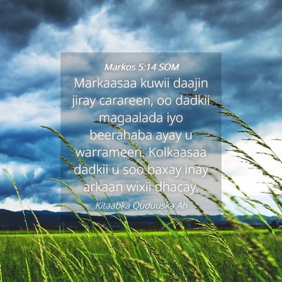 Picture 04 - Markos 5:14 SOM - Markaasaa kuwii daajin jiray carareen, oo dadkii - Bible Verse Picture