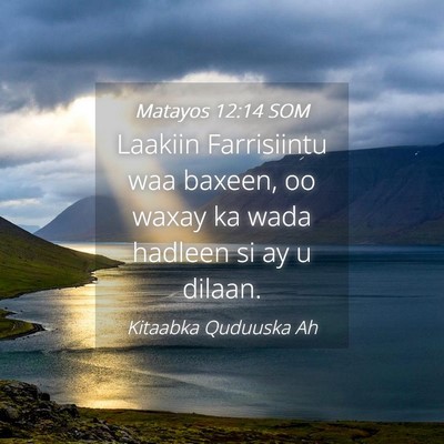 Picture 04 - Matayos 12:14 SOM - Laakiin Farrisiintu waa baxeen, oo waxay ka wada - Bible Verse Picture
