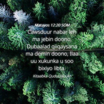 Picture 04 - Matayos 12:20 SOM - Cawsduur nabar leh ma jebin doono, Dubaalad - Bible Verse Picture