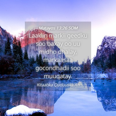 Picture 04 - Matayos 13:26 SOM - Laakiin markii geedku soo baxay oo uu midho - Bible Verse Picture