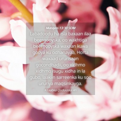 Picture 04 - Matayos 13:30 SOM - Labadoodu ha isla baxaan ilaa beergooyska, oo - Bible Verse Picture