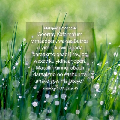 Picture 04 - Matayos 17:24 SOM - Goortay Kafarna'um yimaadeen, waxaa Butros u - Bible Verse Picture