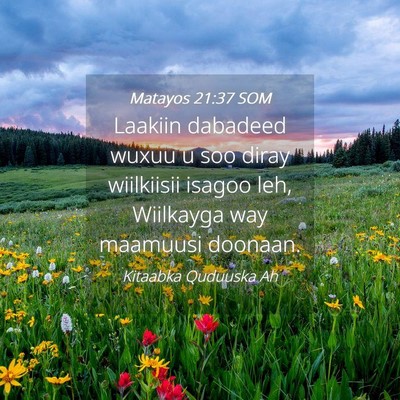 Picture 04 - Matayos 21:37 SOM - Laakiin dabadeed wuxuu u soo diray wiilkiisii - Bible Verse Picture